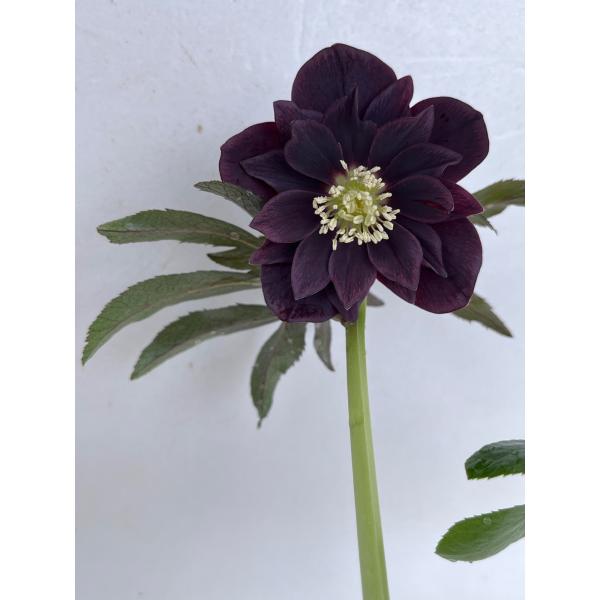 クリスマスローズ 開花苗 130 ブラックネージュ : 花郷園 KAGOEN