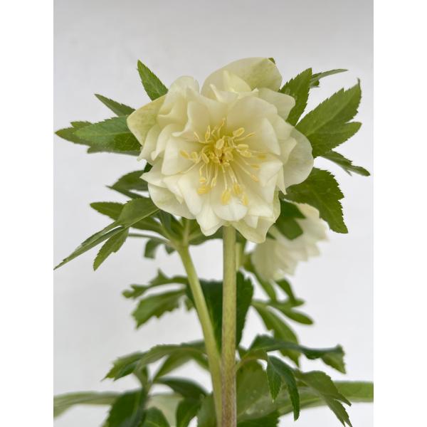 クリスマスローズ 開花苗 131 ホワイトゴールド : 花郷園 KAGOEN