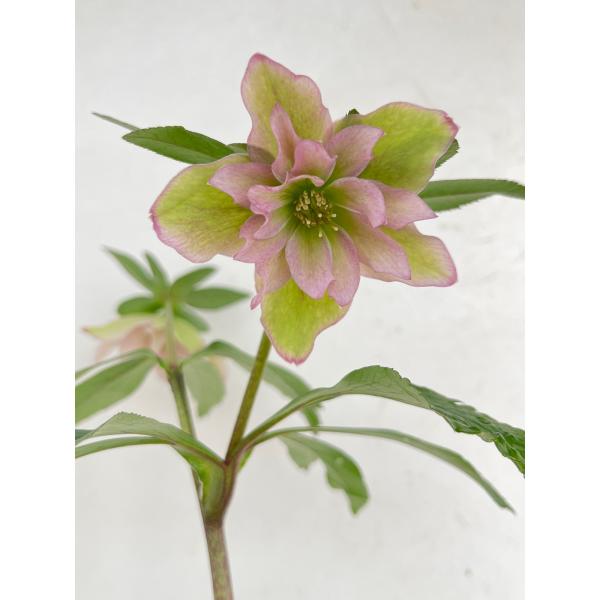 クリスマスローズ 開花苗 133 P&G : 花郷園 KAGOEN NURSERY - 通販