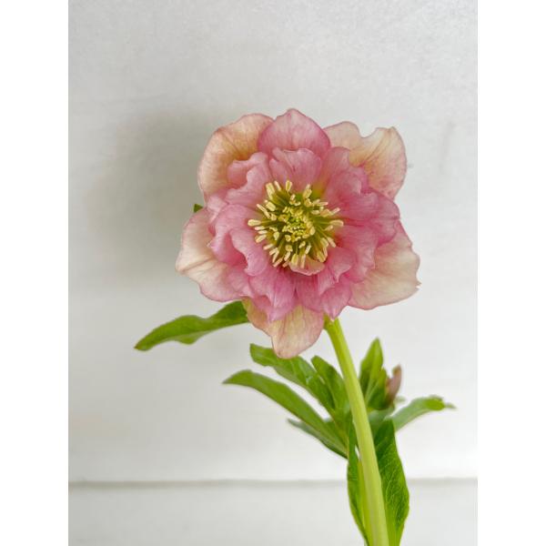 クリスマスローズ 開花苗 136 ピンクオーガンジー : 花郷園 KAGOEN