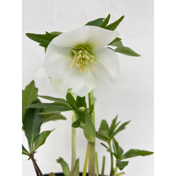 クリスマスローズ 開花苗 139 ホワイトシングル : 花郷園 KAGOEN