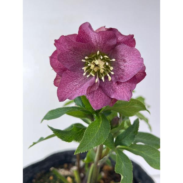 クリスマスローズ 開花苗 145 パピエ : 花郷園 KAGOEN NURSERY - 通販