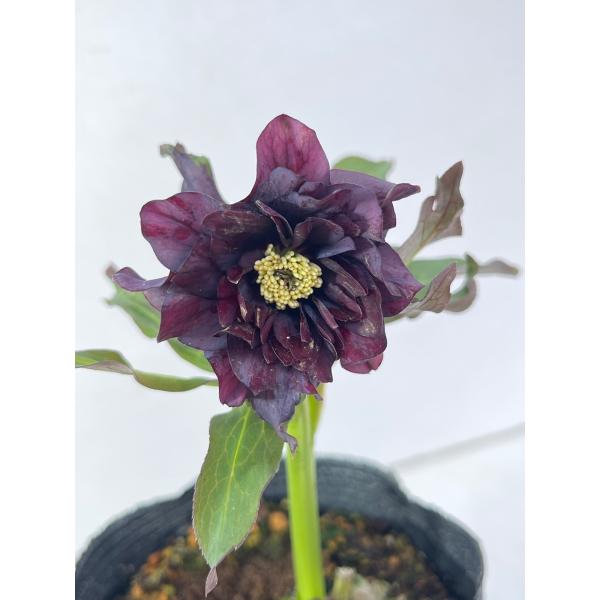 クリスマスローズ 開花苗 147 パリエッタ : 花郷園 KAGOEN NURSERY