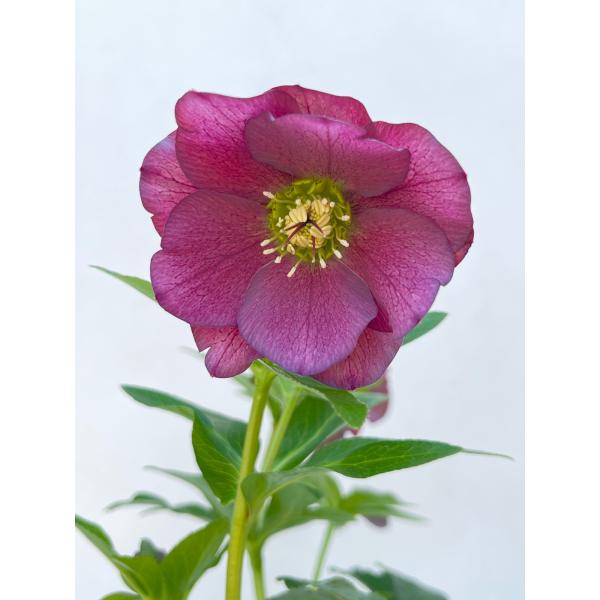 117 クリスマスローズ　開花株 クリスマスローズ 開花確認株 232 レッドサン 花はついていません : 花