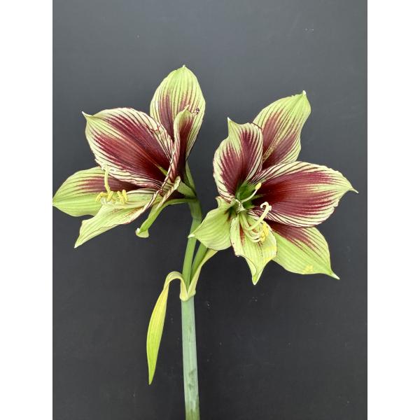 アマリリス 原種 パピリオ : 花郷園 KAGOEN NURSERY - 通販 - Yahoo