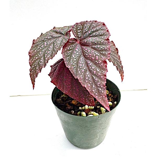 ベゴニア 木立性 アーサーマレー Arthur Mallet