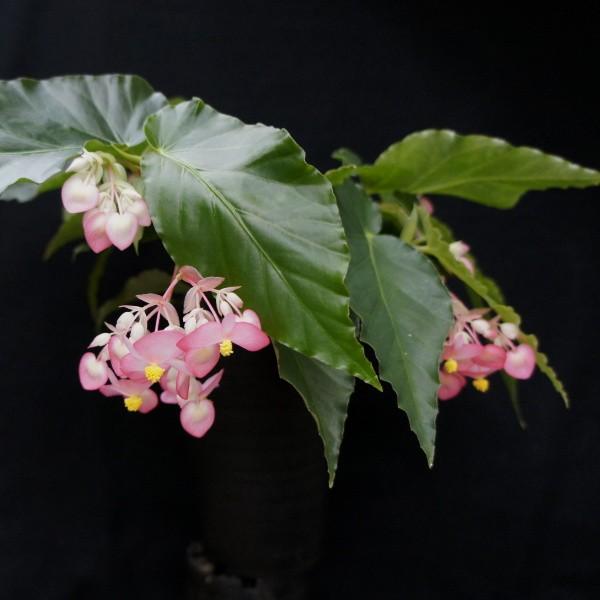 木立性ベゴニア ディクラータ Diclata Bg102 花郷園 Kagoen Nursery 通販 Yahoo ショッピング