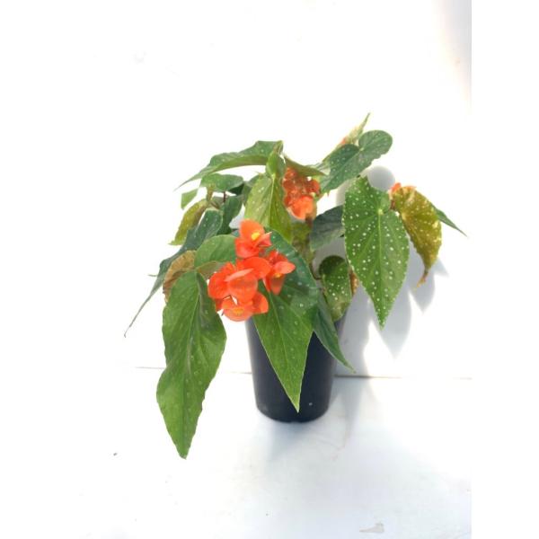 ベゴニア　木立性　ナポリアンサンセット(花郷園オリジナル品種)　Napolian Sunset A2M