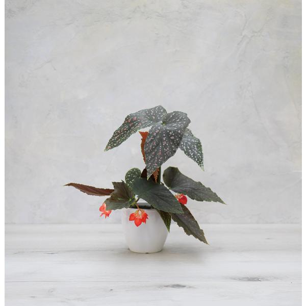 木立性ベゴニア ピンクスポット ルッチェルナ Pink Spot Lucerna Buyee Buyee Japanese Proxy Service Buy From Japan Bot Online