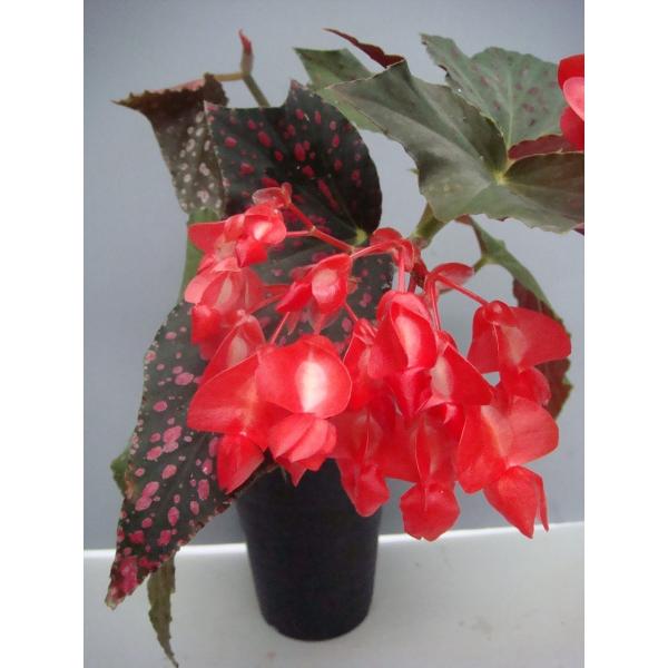 木立性ベゴニア ピンクスポット ルッチェルナ Pink Spot Lucerna Buyee Buyee Japanese Proxy Service Buy From Japan Bot Online