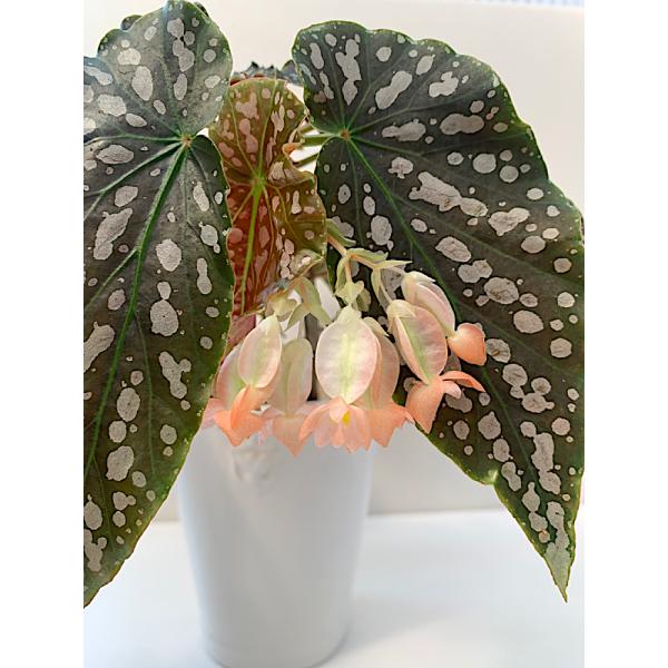 kagoen-nursery_bg160