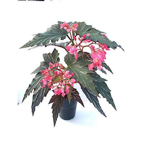 ベゴニア　木立性　ラナ（大型）　Lana D2T