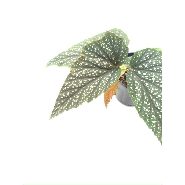 ベゴニア　木立性　アルゲンテア グッタータ　Argentea Guttata B2LT