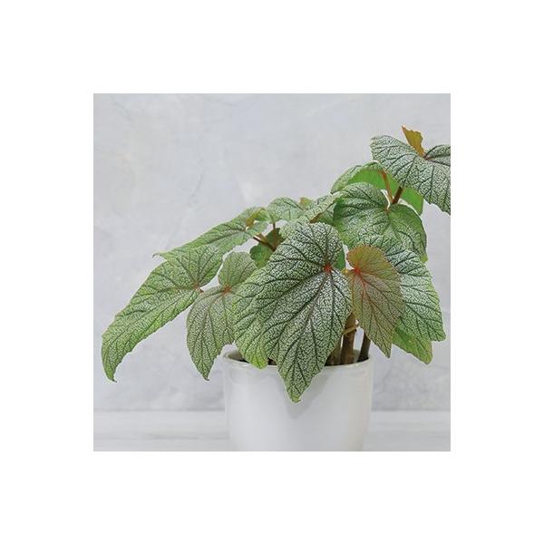 木立 ベゴニア みんな探してる人気モノ 木立 ベゴニア