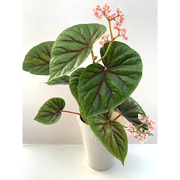 ベゴニア 木立性 サーストニイ Thurstonii D1M : 花郷園 KAGOEN