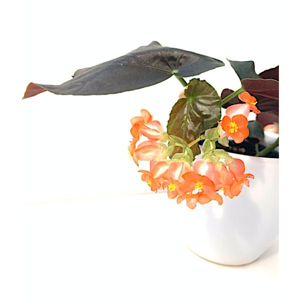 木立性ベゴニア サンタ マリア Santa Maria Bg67 花郷園 Kagoen Nursery 通販 Yahoo ショッピング