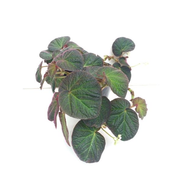 ベゴニア　木立性　アラモ ソリ(匍匐性)　Alamo Soli　B2RM
