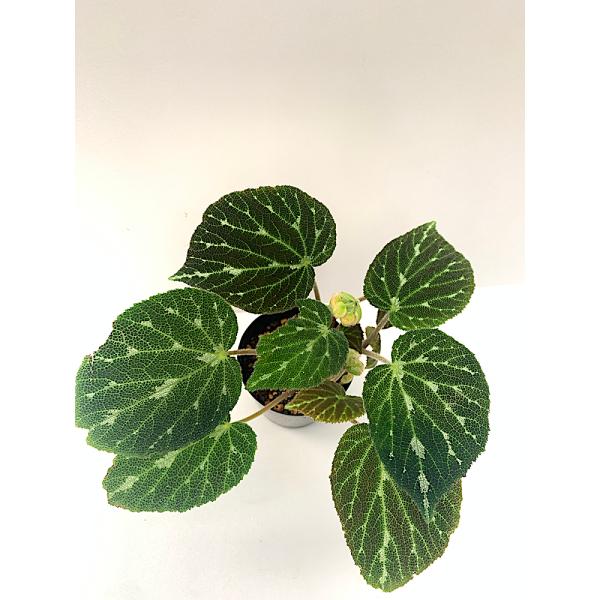ベゴニア 根茎性 原種 プスツラータ B.pustulata B2RB : 花郷園