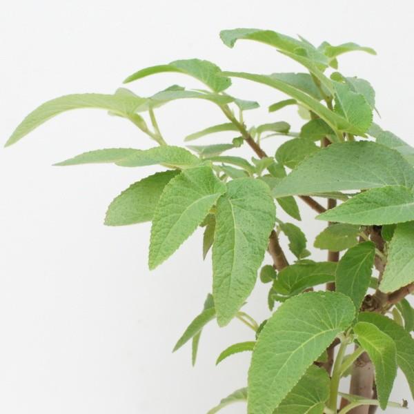 ベゴニア 木立性 原種　エグレギア　B.egregia