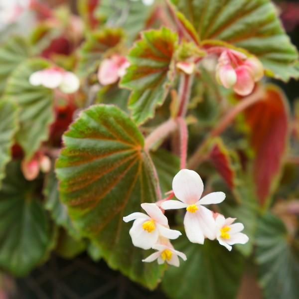 ベゴニア 木立性 原種  シュミチアーナ　B.schmidtiana D2M