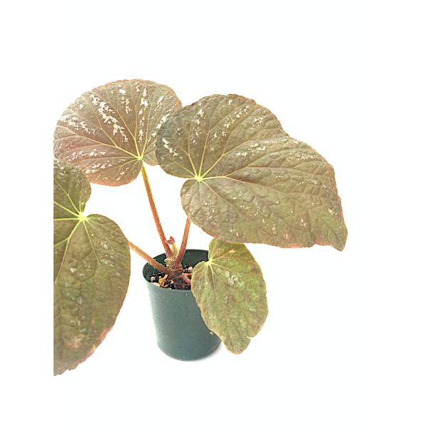 ベゴニア 根茎性 原種 タイ B.Thailand sp. B2RB : 花郷園 KAGOEN