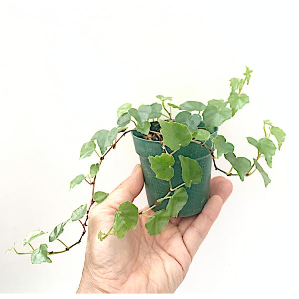 ベゴニア 木立性 原種　アルゼンチン(つる性・日陰向き)　B.Argentina sp. B2RM