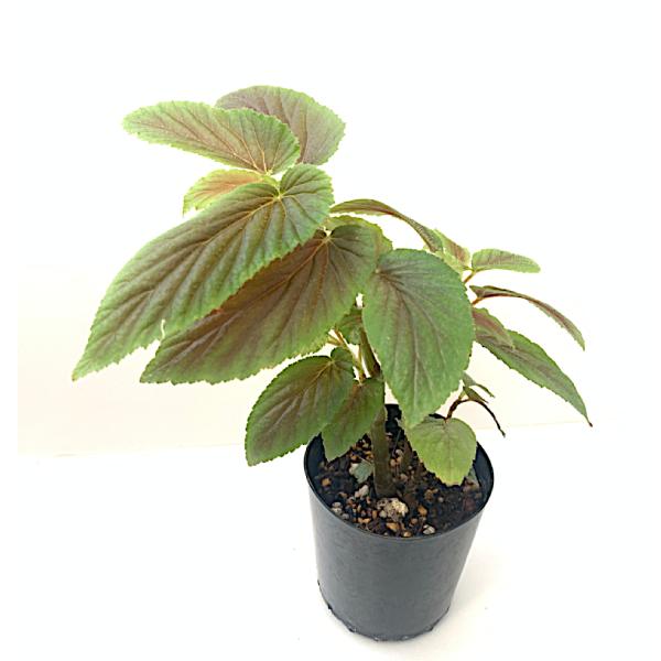 ベゴニア 木立性 原種　ベネズエラ　B.Venezuela sp. D2M