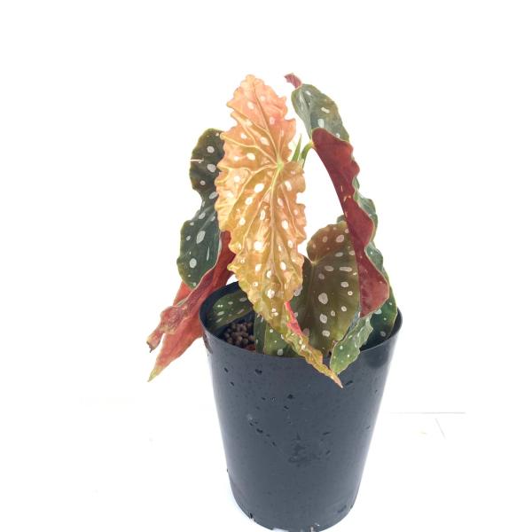 木立性ベゴニア 原種 マクラータ ワイティィ Maculata Var Wightii Bgg76 花郷園 Kagoen Nursery 通販 Yahoo ショッピング