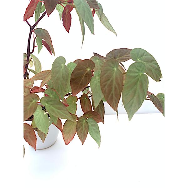 ベゴニア 木立性 原種　ディートリッヒアーナ　B.dietrichana D2M