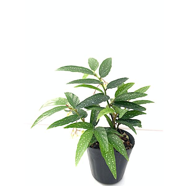 ベゴニア 木立性 原種 アルボピクタ B.albo picta D2T : 花郷園