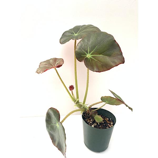 ベゴニア　根茎性　エリスロフィラ　B．Erythrophylla A2B