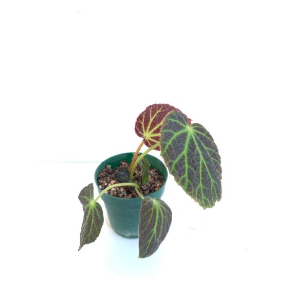 ベゴニア 根茎性 原種 クロロネウラ B.chloroneura B2RB : 花郷園