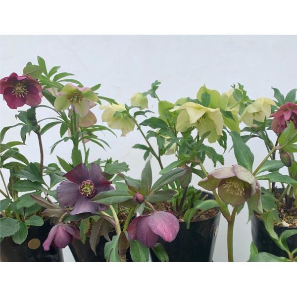 クリスマスローズ 品種おまかせ5株セット 花郷園オリジナル品種 : 花