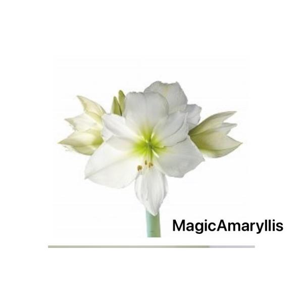 【マジックアマリリス】水も用土も一切要らないアマリリスオランダより到着しました。清楚な純白のシングル咲き暖かいお部屋の明るい場所に、ただ置くだけ。毎年クリスマスのギフトとしてご自宅用にも大変ご好評を頂いています！「本当に水が要らないの？」は...