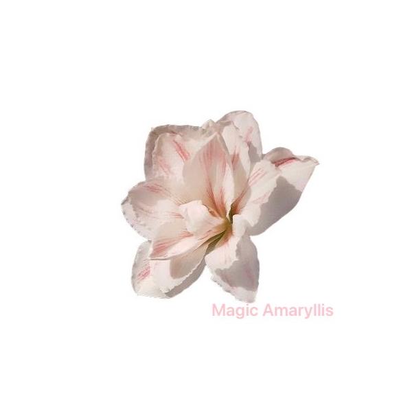 【マジックアマリリス】水も用土も一切要らないアマリリスオランダより到着しました。暖かいお部屋の明るい場所に、ただ置くだけ。毎年クリスマスのギフトとしてご自宅用にも大変ご好評を頂いています！「本当に水が要らないの？」はい、全く不要です！こちら...