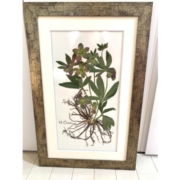 004 クリスマスローズ根付き押し花 原種クロアチカス : 花郷園 KAGOEN