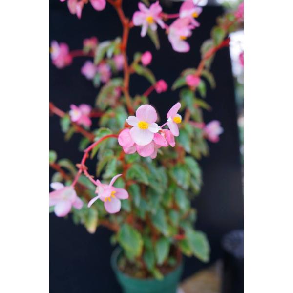ひでぼの Begonia nahangensis ベゴニア　中サイズ4 ひでぼの Begonia nahangensis ベゴニア 中サイズ4 ひでぼの様