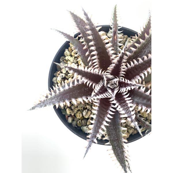 現品〉ディッキア Bromeliad Cultivar Register (14709) All Star :DKK032:花郷園 KAGOEN  NURSERY 通販 