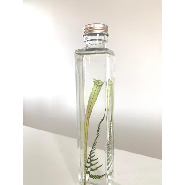 サラセニア　Sarracenia Stevensiiスリムで小型の食虫植物　サラセニアステバンシイ日光が好きな魅惑な植物を一輪挿しのように、一年中お楽しみいただけます。アートな模様、アートなフォルムシダの美しさも添えてインテリアでお楽しみく...