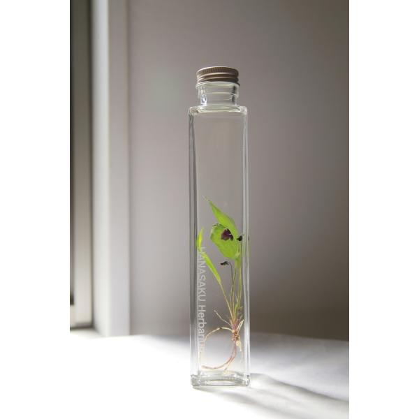 ハーバリウム　　椿 花咲くハーバリウム スミレ 67 : 花郷園 KAGOEN NURSERY - 通販