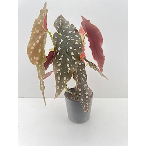 kagoen-nursery_maculata