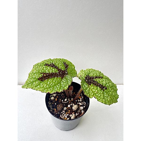 ベゴニア 根茎性 原種 マソニアーナ B.masoniana : 花郷園 KAGOEN