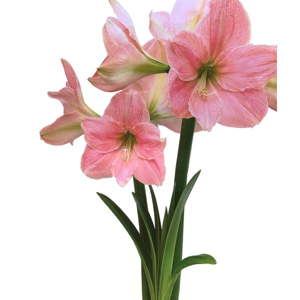 【マジックアマリリス】水も用土も一切要らないアマリリスオランダより到着しました。暖かいお部屋の明るい場所に、ただ置くだけ。毎年クリスマスのギフトとしてご自宅用にも大変ご好評を頂いています！「本当に水が要らないの？」はい、全く不要です！こちら...