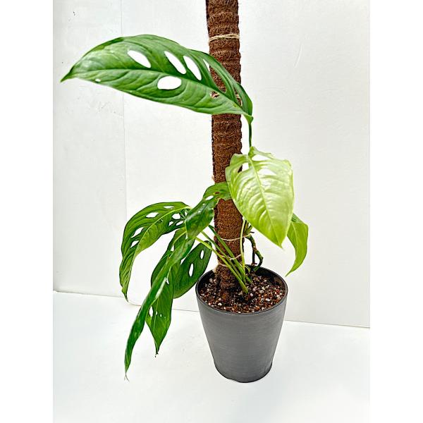 超希少❗️モンステラ オブリクア ヤスニ✨ 1(現品）Monstera obuliqua