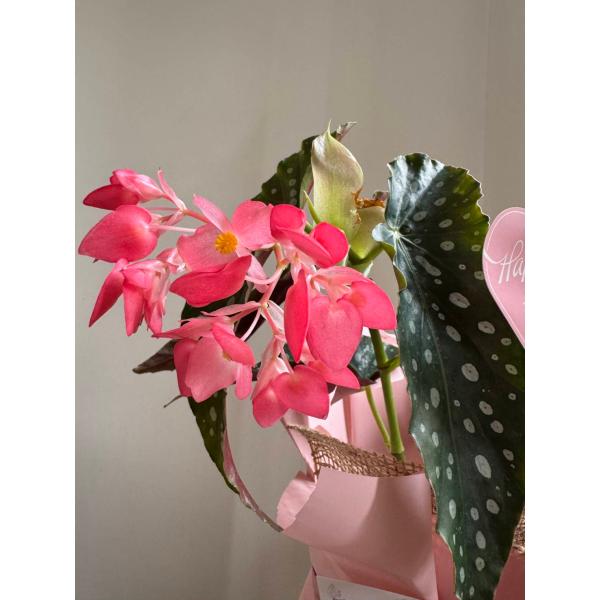 母の日ギフト 木立性ベゴニア 流れ星 ラッピング代込み 5月8日(金)9:00までご注文可