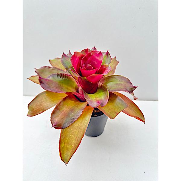観葉植物 ネオレゲリア フィリピンハイブリッド Neoregelia