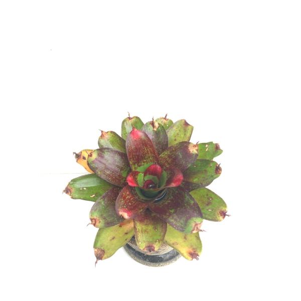 kagoen-nursery_ngjs2 kagoen-nursery_ngjs2