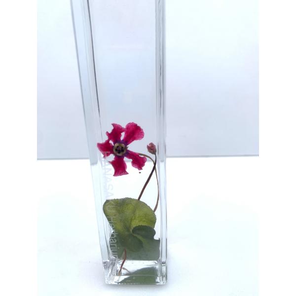 シクラメン　天使の羽冬の風物詩愛らしい花を一輪挿しのように、一年中お楽しみいただけます。特別な手法でお作りした「花咲くハ―バリウム」他では買うことができません専用オイルに封入した、まるで花が咲いたようなハ―バリウムは、鑑賞用ボトルとしてイン...