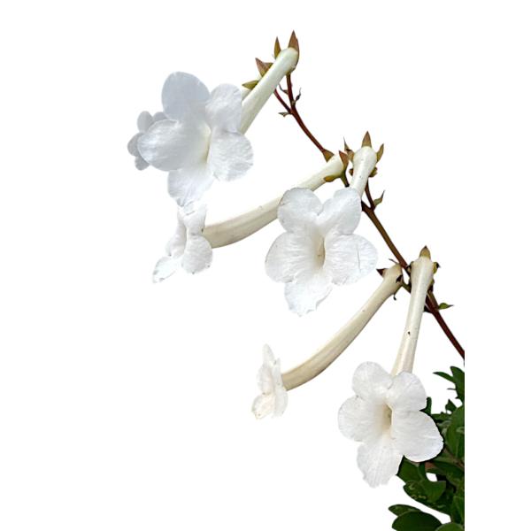 シンニンギア　チュ―ベフローラ　Sinningia tubiflora