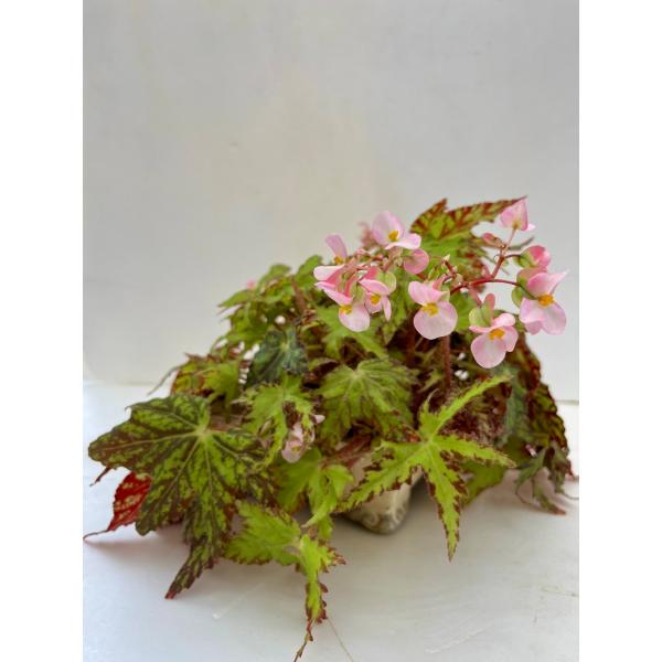 根茎性ベゴニア 【ステンドグラス】 アイボリーの陶器鉢　横18cm×縦15cm